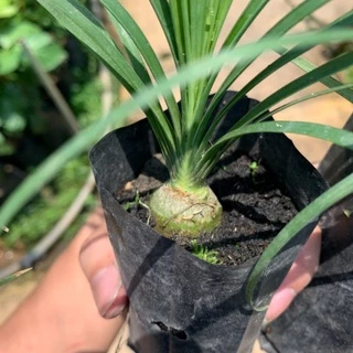 ต้นกล้าแซ่ม้า พันธุ์นอก (Beaucarnea recurvata) 🌱 สูง 18-20 ซม. ใบเรียวกว่าทั่วไปสวยมาก