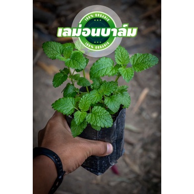 ต้นเลม่อนบาล์ม หรือ LEMON BALM กลิ่มหอมมากได้กลิ่นตอนเช้าสดชื่นมาก