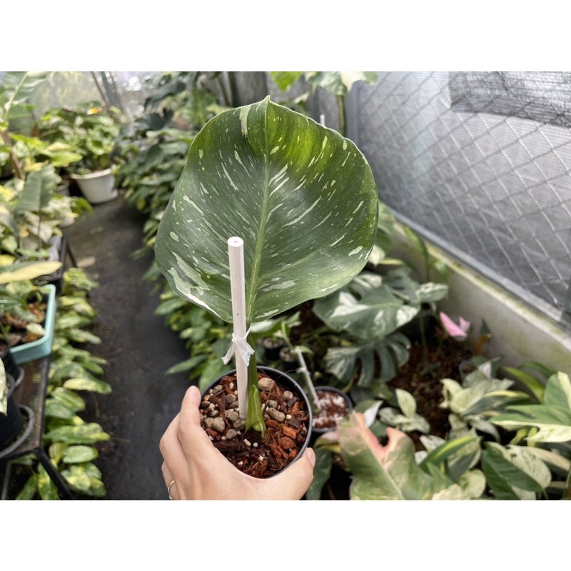 philodendron white wizard marble( หายาก ) วางข้อ 1 ใบ