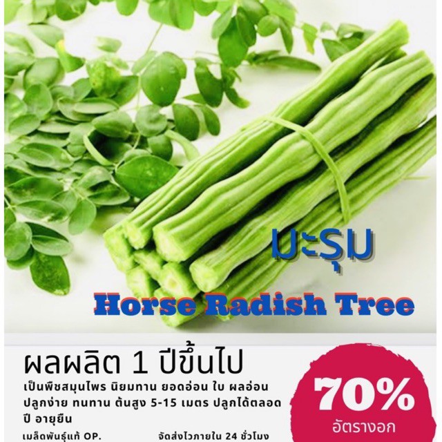 เมล็ดพันธุ์ มะรุม (ซื้อ 10 แถม 1 คละอย่างได้)