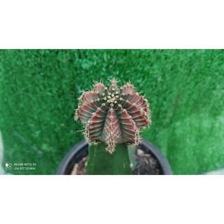 ยิมโนศิรามณีไซด์แม่พันธุ์ สีสวยมาก#cactus