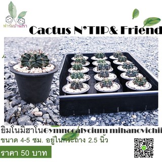 กระบองเพชรยิมโนมิฮาโนGymnocalycium mihanovichii