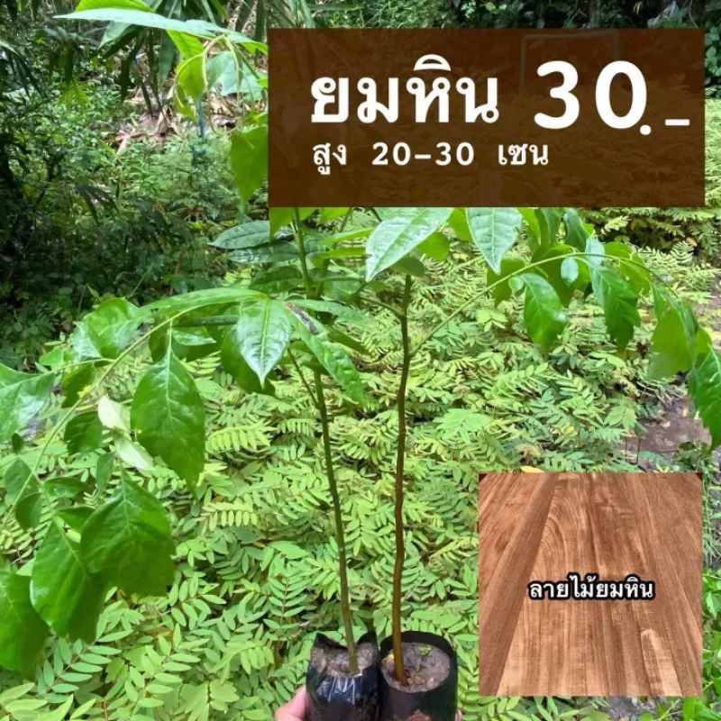 ต้นยมหิน (จำนวน 1 ต้น) สูง 20-30 เซนติเมตร