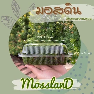 มอสดิน แบบกล่อง สดใหม่ให้เยอะ รีวิวดี ส่งตรงจากสวน มอสจัดสวน มอสสด มอส