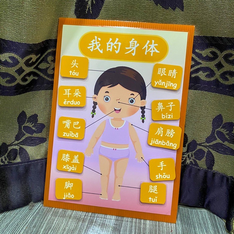 สื่อการสอน ร่างกายของฉัน ภาษาจีน-อังกฤษ