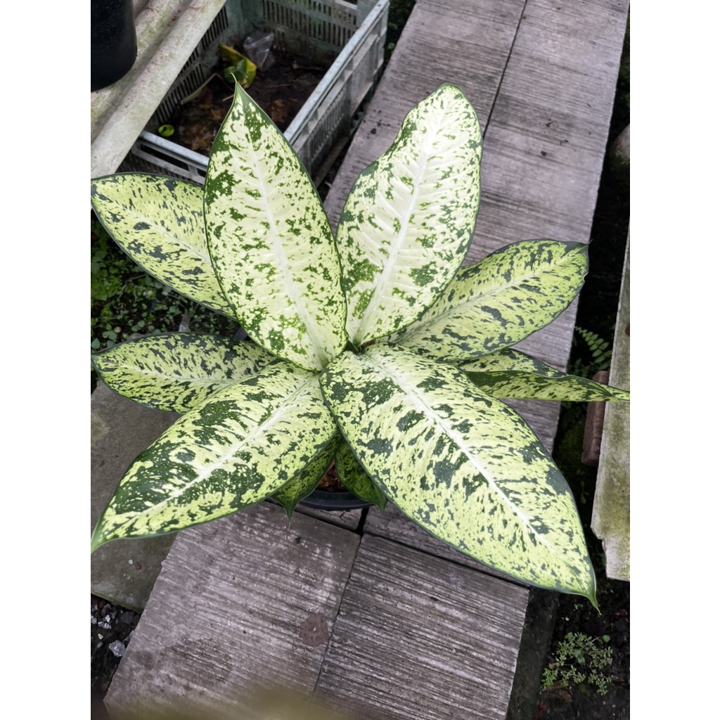 แผ่บารมี กระถาง 11 นิ้ว – Anthurium Hookeri