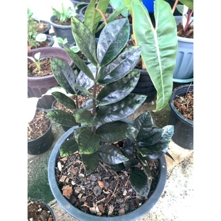 Black Zamiculcas Zamiifolia