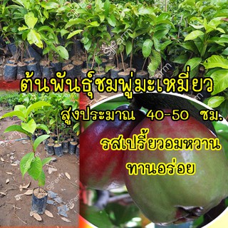 1 ต้น ต้นพันธุ์ชมพู่มะเหมี่ยว(Pomerac)  สูงประมาณ 40-50 ซม.จัดส่งพร้อมถุงเพาะชำ 1-3 วันรับสินค้า!![จำกัดจำนวน2ต้น/1กล่อง