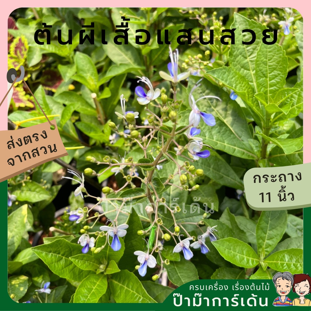 มุมมอง 6