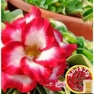 Adenium mini size seed(Double petal layer)เมล็ดดอกไม้มินิคู่/Desert Rose เมล็ด bunga kemboja benih bunga benih flower se