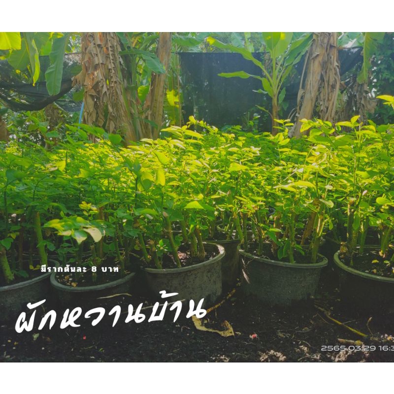 ต้นผักหวานบ้าน10บาท 12ต้น110บาท