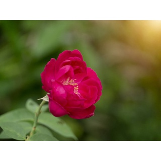 30 เมล็ด เมล็ดพันธุ์ กุหลาบ พันธุ์ กุหลาบมอญ สีแดง Damask Rose Seeds นำเข้าจากต่างประเทศ จัดส่งพร้อมคู่มือ