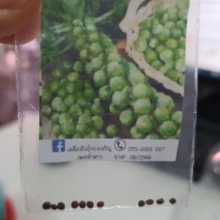 กะหล่ำดาว🌱อิตาลี🎯ถูกที่สุดเลย10บ.🎯เมล็ดพันธุ์กะหล่ำดาว 10เมล็ด🥬งอกไว 🥦ปลูกอากาศร้อนได้ 🚚พร้อมส่ง