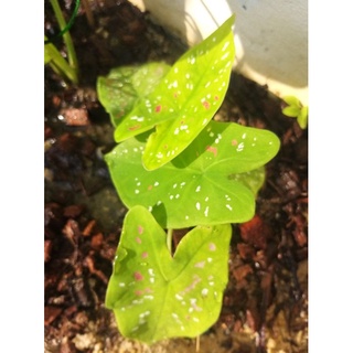 สาวน้อยปะแป้ง บอนสี ราชินีแห่งใบไม้ (Caladium)