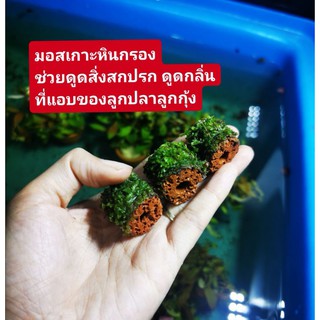 ราคามอสเกาะหินส้ม​  ช่วยกรองน้ำเสีย​ซื้อ5แถม1  แต่ง​ตู้ปลา​