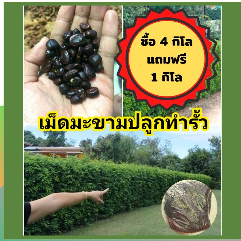 ของแทร่ๆ เม็ดมะขามเปรี้ยว =1 กิโล《ซื้อ 4 กิโล*แถม 1กิโล》*ร้านนี้ส่งจจริง* ปลูกทำรั้ว ( ประมาณ 800- 1,000 เมล็ด )