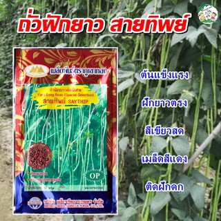 เมล็ดถั่วฝักยาว สายทิพย์ เมล็ดสีแดง Yard Long Bean Saythip เมล็ดพันธุ์ถั่วฝักยาว ถั่วฝักยาว เมล็ดพันธุ์ผัก ตราภูเขาทอง