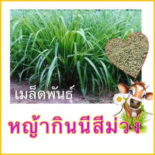 เมล็ดพันธุ์หญ้ากินนีสีม่วงเมล็ดคัดเกรดA ราคาส่ง