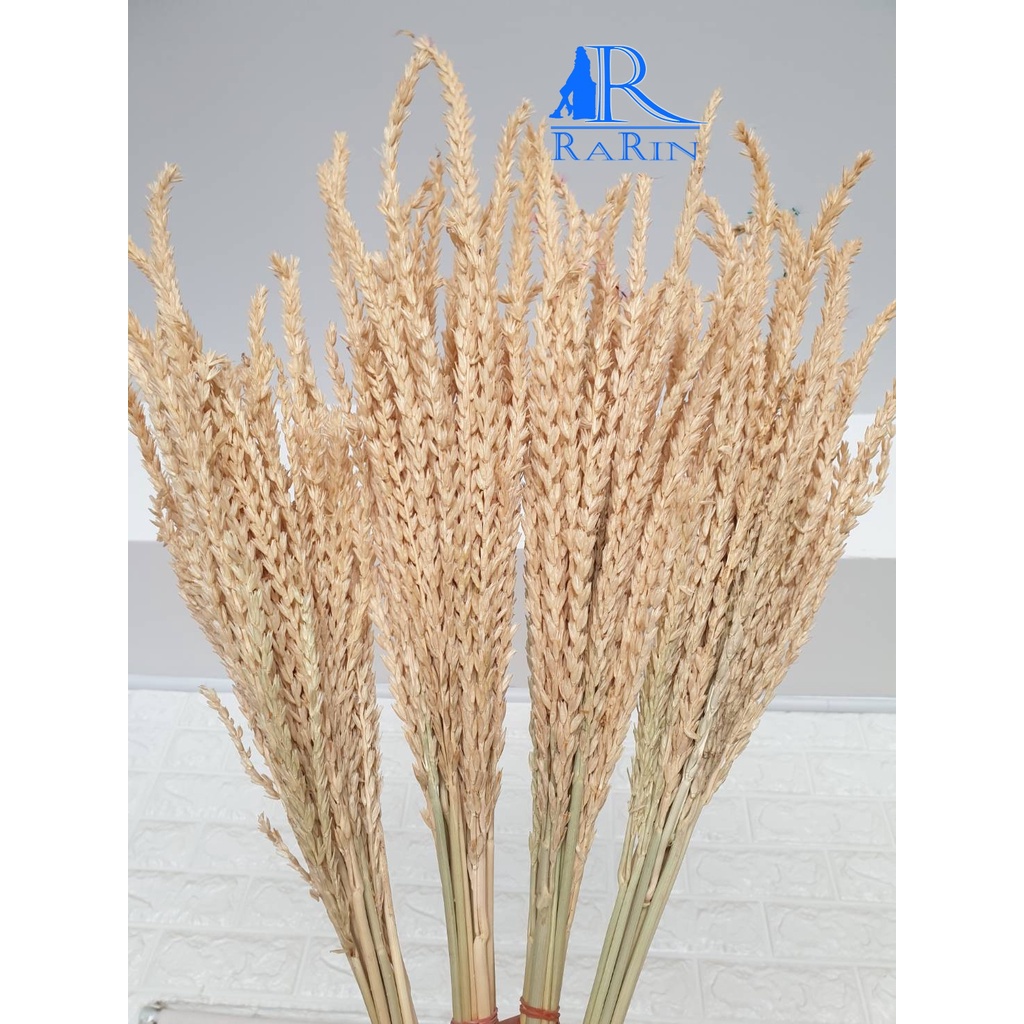 ดอกข้าวโพด (สีธรรมชาติ 1 กำ) ใช้กับงานประดับ ตกแต่ง  มีความสวยงาม  แบร็คดร๊อปถ่ายรูป งานแต่ง