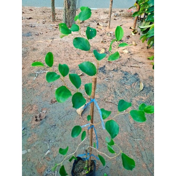 ต้นพุทราน้ำอ้อย ผลใหญ่ รสหวานกรอบอร่อย สูง70-90ซ.ม แบบทาบกิ่ง - รูปที่ 3