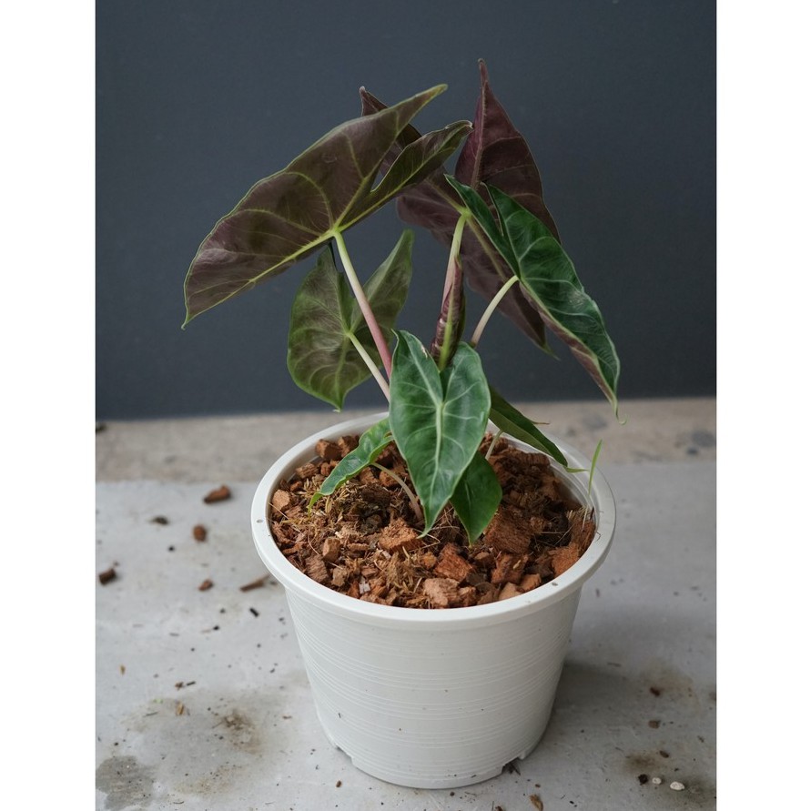 มุมมอง 2