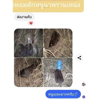 หัวเชื้อดักหนู ใช้สำหรับล่อหนูนา ขนาด 50 ML.