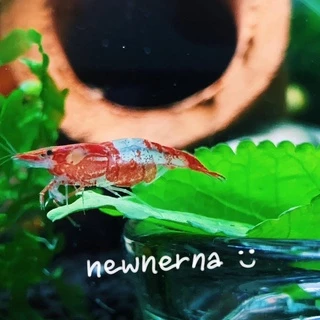 ใบหม่อน ปลอดสารพิษ100% อาหารกุ้ง หอย ปลากินพืช