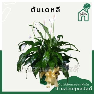 เดหลี ฟอร์มกอ กอใหญ่มาก มาในกระถางพร้อมตั้ง