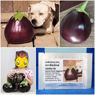 เมล็ดพันธุ์ มะเขือยักษ์ แอสแวด (Aswad Giant Eggplant Seed) บรรจุ 15 เมล็ด คุณภาพดี ราคาถูก ของแท้ 100%