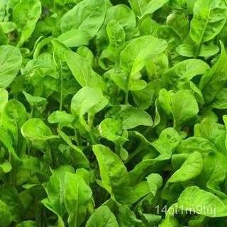 RCH Arugula Rocket Seeds母婴/花园/儿童/帽子/苹果/芹菜/裙子/种子/香菜/内裤/ JJKI