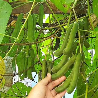 เมล็ดพันธุ์ ถั่วครก ถั่วขอ ถั่วมะขาม Velvet Bean Seed (White Flowe เมล็ด （นี่มันเมล็ดพืช ไม่ใช่พืช!）