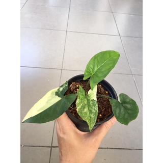 เงินไหลมาด่างเหลือง syngonium yellow variegated