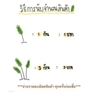 เฟิร์นก้านดำ ก้านละ 1 บาท (ขั้นต่ำ 20 ก้าน)ต้นไม้ที่ทำให้ปลาอบอุ่น ปลอดภัย เก็บสดใหม่จัดส่งวันต่อวัน