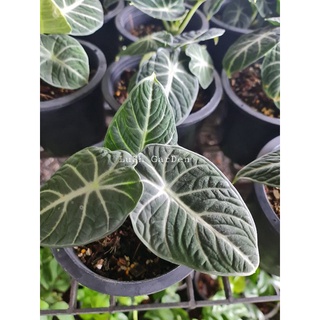 อโลคาเซีย แบล็คเวลเวท alocasia black velvet🌱🌱🌱🌱