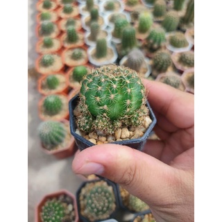 โบบิเวีย (Lobivia)  ลุ้นสีดอก❗ 🌵🏵️🌵🌼🌵🌸🌵🌺🌵