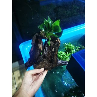 🎋ขอนไม้แต่งตู้ปลา​ อนูเบียสเกาะ1ช่อไม้ใหญ่🎋🎏