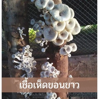 เชื้อเห็ดขอนขาว เชื้อเห็ดบด ลมป่า กระด้าง 1ห่อ​ 100แท่ง+คู่มือการเพาะ📑