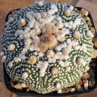 Astrophytum asterias cv. Hanazono 10เมล็ด.-99