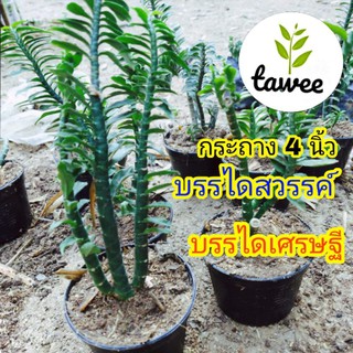 ต้นบรรไดเศรษฐี ต้นบรรไดสวรรค์ ไม้มงคล บรรไดสวรรค์ บรรไดเศรษฐี