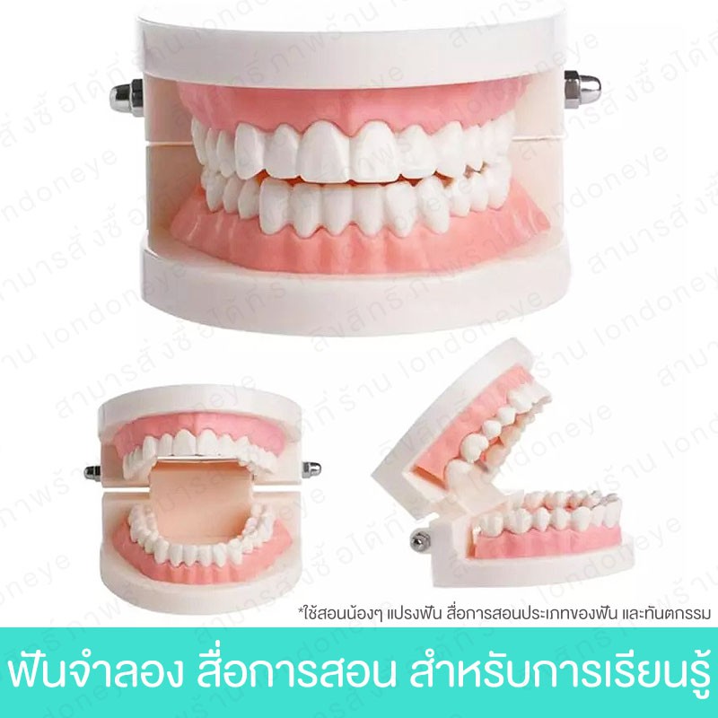 ฟันปลอม Tooth Model ส่งไว โมเดลฟัน สื่อการเรียนการสอน ทันตกรรม สัดส่วน 1:1 ใช้สอนการแปรงฟัน แปรงสีฟัน เพื่อการเรียนรู้