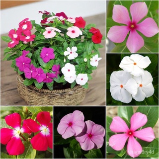 Mixed Periwinkle Seeds ต้นไม้มงคล ต้นไม้ฟอกอากาศ ต้นไม้ประดับ เมล็ดบอนสี ไม้ประดับ หินจัดสวน 1แพ็ค(เมล็ดพันธุ์ โรงงาน )