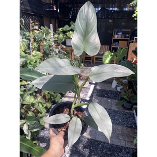 plilodendron Hastatum ฟิโลดาบเงินไซส์ XL