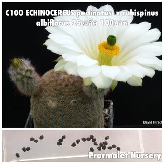 C100 ECHINOCEREUS pectinatus  v rubispinus albiflorus 25เมล็ด 100บาท