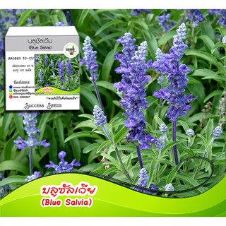 เมล็ดพันธุ์ดอกบลูซัลเวีย (Blue Salvia) 100 เมล็ด ดอกไม้สีน้ำเงินม่วง ปลูกได้ตลอดปี ทนแดด ทนฝน เมล็ดดอกบลูซัลเวีย