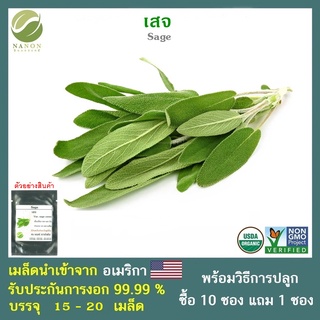 เมล็ดเสจ Sage จำนวน 15-20 เมล็ด