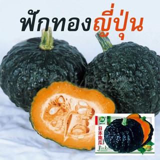 เมล็ดฟักทองญี่ปุ่น 20เมล็ด เมล็ดพันธุ์ฟักทองญี่ปุ่น Japanese Pumpkin Seeds