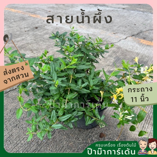 มุมมอง 2