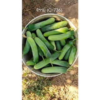 จิรายุ แตงกวาลูกผสม เมล็ดพันธุ์ ตรา ดาวทอง ลอตใหม่