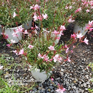 หญ้าฟรุ้งฟริ้ง (Butterfly Gaura)