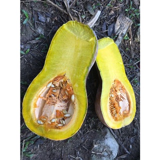 เมล็ดพันธุ์ฟักทองพื้นบ้านทรงน้ำเต้า